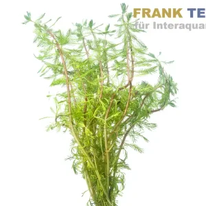 Rotstängelige Papageienfeder, Myriophyllum rubricaule, Bund Beliebt